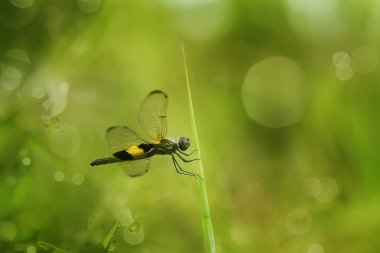 Yusufçuk ve benzersiz bitkiler evimin arkasındaki küçük nehirlerin kıyısında bulunur. Bazen yusufçuklar sıradan görünürken ölümsüzleştirildiğinde gerçek güzellik görülecektir. Güzel, zarif ve olağanüstü..