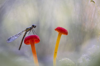 Yusufçuk ve benzersiz bitkiler evimin arkasındaki küçük nehirlerin kıyısında bulunur. Bazen yusufçuklar sıradan görünürken ölümsüzleştirildiğinde gerçek güzellik görülecektir. Güzel, zarif ve olağanüstü..