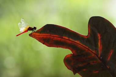 Yusufçuk ve benzersiz bitkiler evimin arkasındaki küçük nehirlerin kıyısında bulunur. Bazen yusufçuklar sıradan görünürken ölümsüzleştirildiğinde gerçek güzellik görülecektir. Güzel, zarif ve olağanüstü..
