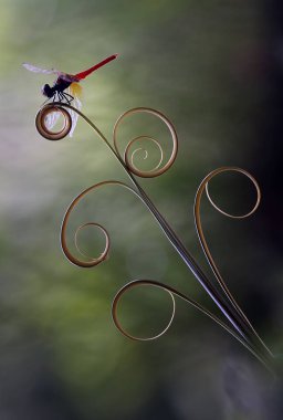 Yusufçuk ve benzersiz bitkiler evimin arkasındaki küçük nehirlerin kıyısında bulunur. Bazen yusufçuklar sıradan görünürken ölümsüzleştirildiğinde gerçek güzellik görülecektir. Güzel, zarif ve olağanüstü..