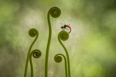 Yusufçuk ve benzersiz bitkiler evimin arkasındaki küçük nehirlerin kıyısında bulunur. Bazen yusufçuklar sıradan görünürken ölümsüzleştirildiğinde gerçek güzellik görülecektir. Güzel, zarif ve olağanüstü..