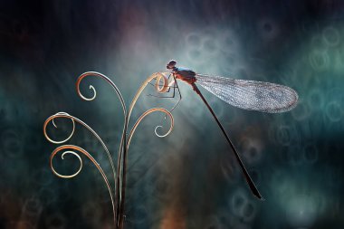 Yusufçuk ve benzersiz bitkiler evimin arkasındaki küçük nehirlerin kıyısında bulunur. Bazen yusufçuklar sıradan görünürken ölümsüzleştirildiğinde gerçek güzellik görülecektir. Güzel, zarif ve olağanüstü..