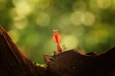 Etrafımızda pek çok türde peygamber devesi türü var, şekilleri ve renkleri çeşitli, çok ilginç ve sıradışılar, ve doğadaki mevcut ekosistem için bir denge haline geliyorlar..