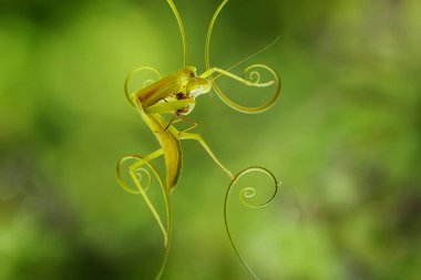 Etrafımızda pek çok türde peygamber devesi türü var, şekilleri ve renkleri çeşitli, çok ilginç ve sıradışılar, ve doğadaki mevcut ekosistem için bir denge haline geliyorlar..