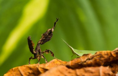 Etrafımızda pek çok türde peygamber devesi türü var, şekilleri ve renkleri çeşitli, çok ilginç ve sıradışılar, ve doğadaki mevcut ekosistem için bir denge haline geliyorlar..