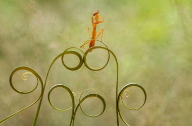 Etrafımızda pek çok türde peygamber devesi türü var, şekilleri ve renkleri çeşitli, çok ilginç ve sıradışılar, ve doğadaki mevcut ekosistem için bir denge haline geliyorlar..