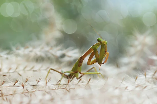 Existe Nombreux Types Espèces Mantes Autour Nous Leurs Formes Leurs — Photo