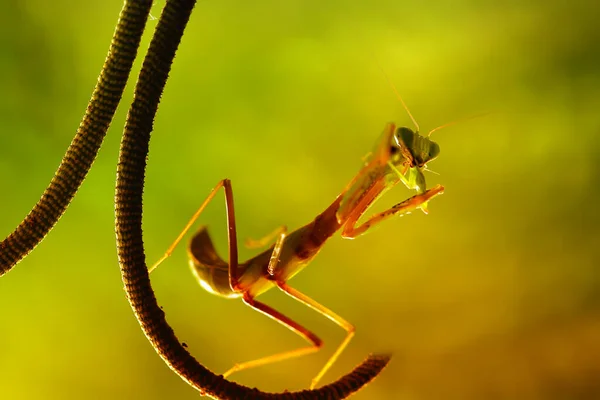 Det Finns Många Typer Mantis Arter Runt Omkring Oss Deras — Stockfoto