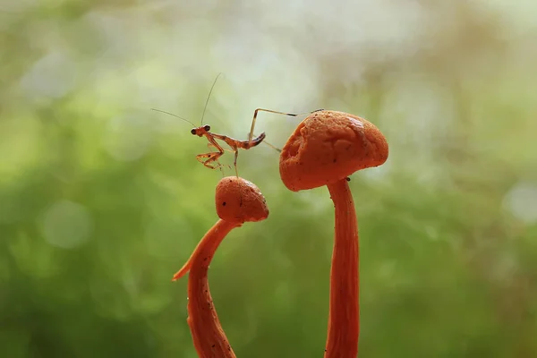 私たちの周りには多くの種類のカマキリ種があり その形や色はさまざまであり 彼らは非常に興味深く特別なものであり 自然界の既存の生態系とのバランスになります — ストック写真