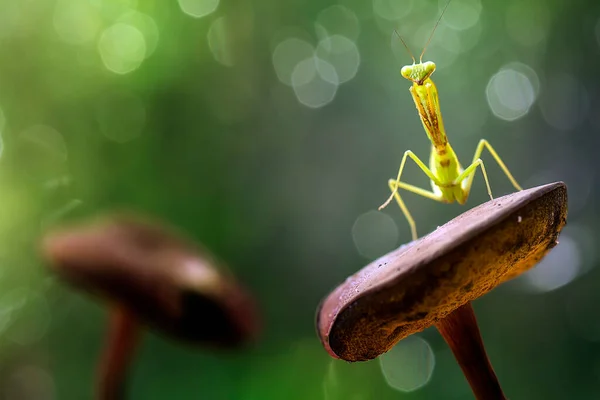 Det Finns Många Typer Mantis Arter Runt Omkring Oss Deras — Stockfoto