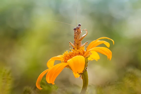 Υπάρχουν Πολλοί Τύποι Ειδών Mantis Γύρω Μας Σχήματα Και Χρώματα — Φωτογραφία Αρχείου