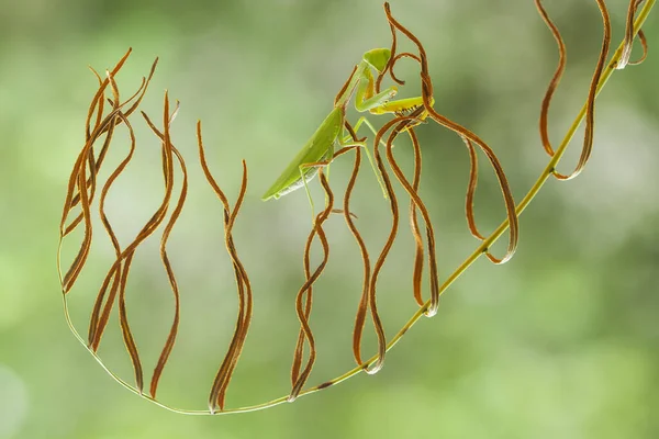 Existem Muitos Tipos Espécies Mantis Nosso Redor Suas Formas Cores — Fotografia de Stock