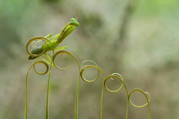 Hay Muchos Tipos Especies Mantis Nuestro Alrededor Sus Formas Colores —  Fotos de Stock