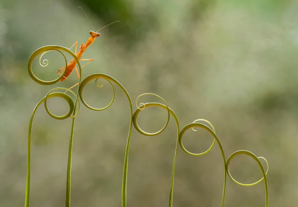 Zijn Vele Soorten Bidsprinkhanen Ons Heen Hun Vormen Kleuren Zijn — Stockfoto