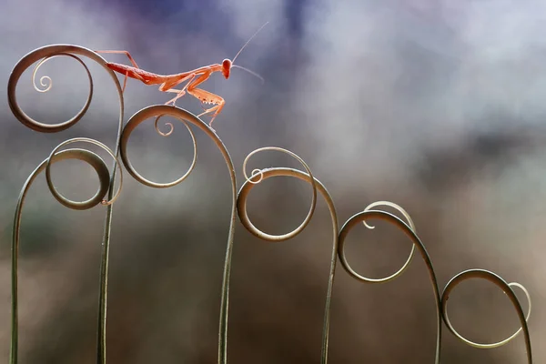 Existem Muitos Tipos Espécies Mantis Nosso Redor Suas Formas Cores — Fotografia de Stock