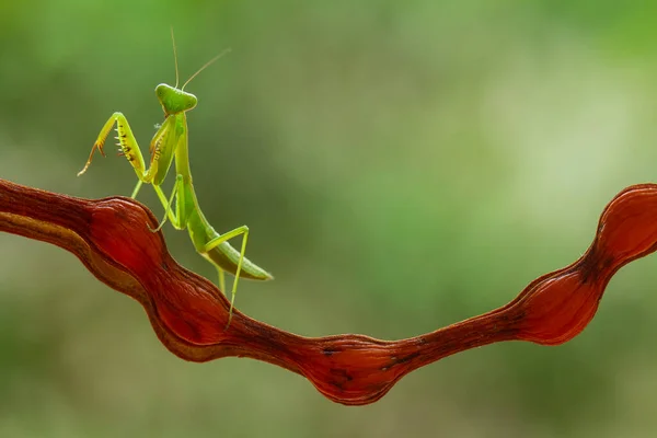 Hay Muchos Tipos Especies Mantis Nuestro Alrededor Sus Formas Colores —  Fotos de Stock