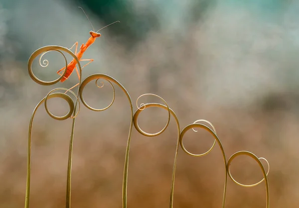 Existem Muitos Tipos Espécies Mantis Nosso Redor Suas Formas Cores — Fotografia de Stock