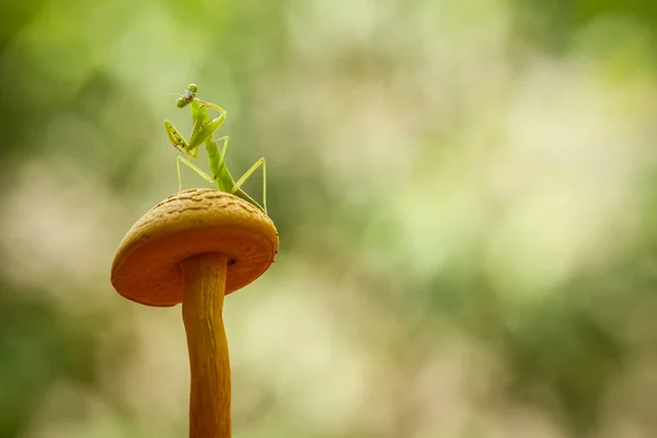 Gibt Viele Arten Von Gottesanbeterinnen Uns Herum Ihre Formen Und — Stockfoto