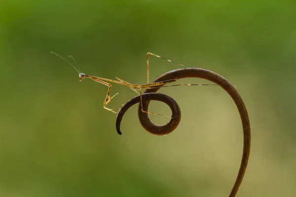 私たちの周りには多くの種類のカマキリ種があり その形や色はさまざまであり 彼らは非常に興味深く特別なものであり 自然界の既存の生態系とのバランスになります — ストック写真