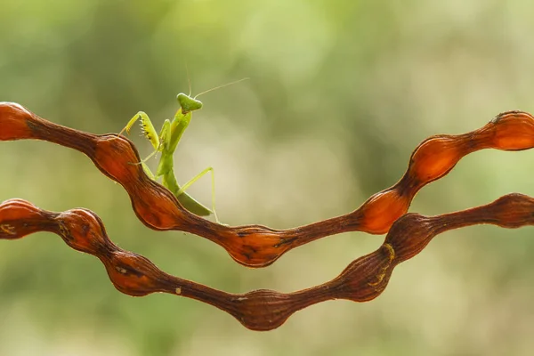 Hay Muchos Tipos Especies Mantis Nuestro Alrededor Sus Formas Colores — Foto de Stock