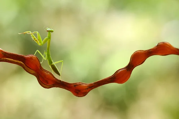 Hay Muchos Tipos Especies Mantis Nuestro Alrededor Sus Formas Colores —  Fotos de Stock