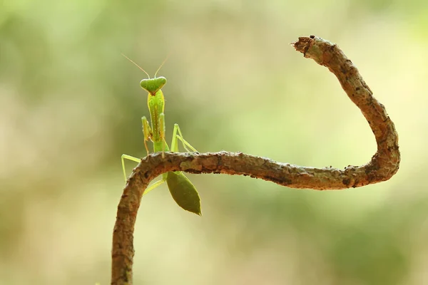 Existe Nombreux Types Espèces Mantes Autour Nous Leurs Formes Leurs — Photo