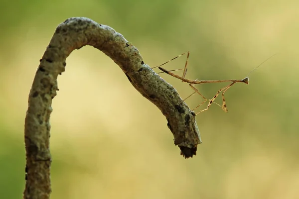 私たちの周りには多くの種類のカマキリ種があり その形や色はさまざまであり 彼らは非常に興味深く特別なものであり 自然界の既存の生態系とのバランスになります — ストック写真