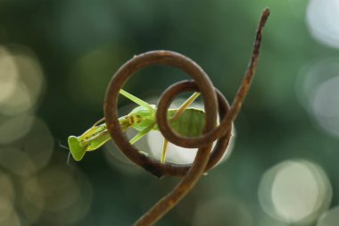 Etrafımızda pek çok türde peygamber devesi türü var, şekilleri ve renkleri çeşitli, çok ilginç ve sıradışılar, ve doğadaki mevcut ekosistem için bir denge haline geliyorlar..