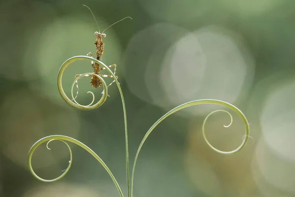 Hay Muchos Tipos Especies Mantis Nuestro Alrededor Sus Formas Colores —  Fotos de Stock