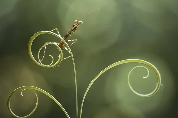 Hay Muchos Tipos Especies Mantis Nuestro Alrededor Sus Formas Colores — Foto de Stock