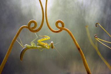 Etrafımızda pek çok türde peygamber devesi türü var, şekilleri ve renkleri çeşitli, çok ilginç ve sıradışılar, ve doğadaki mevcut ekosistem için bir denge haline geliyorlar..