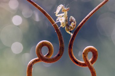 Etrafımızda pek çok türde peygamber devesi türü var, şekilleri ve renkleri çeşitli, çok ilginç ve sıradışılar, ve doğadaki mevcut ekosistem için bir denge haline geliyorlar..