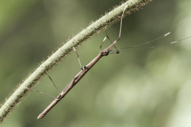 Etrafımızda pek çok türde peygamber devesi türü var, şekilleri ve renkleri çeşitli, çok ilginç ve sıradışılar, ve doğadaki mevcut ekosistem için bir denge haline geliyorlar..