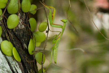 Etrafımızda pek çok türde peygamber devesi türü var, şekilleri ve renkleri çeşitli, çok ilginç ve sıradışılar, ve doğadaki mevcut ekosistem için bir denge haline geliyorlar..