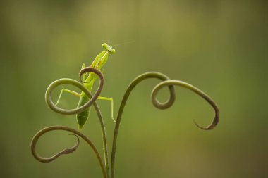 Etrafımızda pek çok türde peygamber devesi türü var, şekilleri ve renkleri çeşitli, çok ilginç ve sıradışılar, ve doğadaki mevcut ekosistem için bir denge haline geliyorlar..