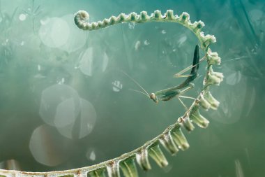 Etrafımızda pek çok türde peygamber devesi türü var, şekilleri ve renkleri çeşitli, çok ilginç ve sıradışılar, ve doğadaki mevcut ekosistem için bir denge haline geliyorlar..