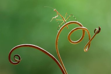 Etrafımızda pek çok türde peygamber devesi türü var, şekilleri ve renkleri çeşitli, çok ilginç ve sıradışılar, ve doğadaki mevcut ekosistem için bir denge haline geliyorlar..