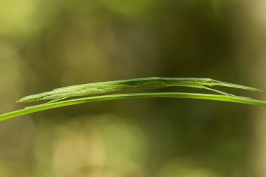 Etrafımızda pek çok türde peygamber devesi türü var, şekilleri ve renkleri çeşitli, çok ilginç ve sıradışılar, ve doğadaki mevcut ekosistem için bir denge haline geliyorlar..