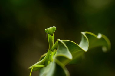 Etrafımızda pek çok türde peygamber devesi türü var, şekilleri ve renkleri çeşitli, çok ilginç ve sıradışılar, ve doğadaki mevcut ekosistem için bir denge haline geliyorlar..