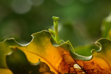 Etrafımızda pek çok türde peygamber devesi türü var, şekilleri ve renkleri çeşitli, çok ilginç ve sıradışılar, ve doğadaki mevcut ekosistem için bir denge haline geliyorlar..