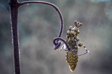 Etrafımızda pek çok türde peygamber devesi türü var, şekilleri ve renkleri çeşitli, çok ilginç ve sıradışılar, ve doğadaki mevcut ekosistem için bir denge haline geliyorlar..