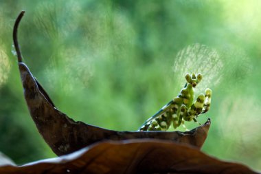 Etrafımızda pek çok türde peygamber devesi türü var, şekilleri ve renkleri çeşitli, çok ilginç ve sıradışılar, ve doğadaki mevcut ekosistem için bir denge haline geliyorlar..