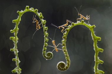 Etrafımızda pek çok türde peygamber devesi türü var, şekilleri ve renkleri çeşitli, çok ilginç ve sıradışılar, ve doğadaki mevcut ekosistem için bir denge haline geliyorlar..