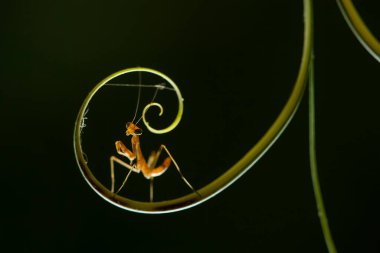 Etrafımızda pek çok türde peygamber devesi türü var, şekilleri ve renkleri çeşitli, çok ilginç ve sıradışılar, ve doğadaki mevcut ekosistem için bir denge haline geliyorlar..