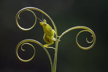 Etrafımızda pek çok türde peygamber devesi türü var, şekilleri ve renkleri çeşitli, çok ilginç ve sıradışılar, ve doğadaki mevcut ekosistem için bir denge haline geliyorlar..