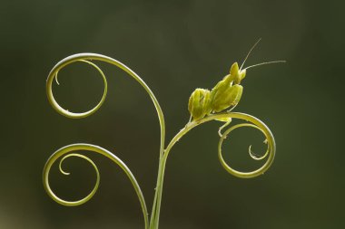 Etrafımızda pek çok türde peygamber devesi türü var, şekilleri ve renkleri çeşitli, çok ilginç ve sıradışılar, ve doğadaki mevcut ekosistem için bir denge haline geliyorlar..