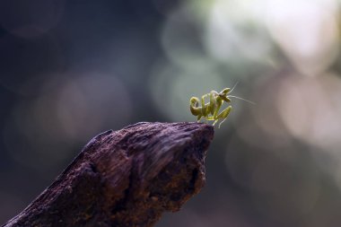Etrafımızda pek çok türde peygamber devesi türü var, şekilleri ve renkleri çeşitli, çok ilginç ve sıradışılar, ve doğadaki mevcut ekosistem için bir denge haline geliyorlar..