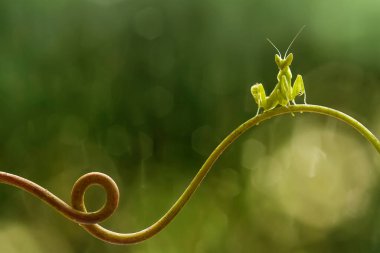 Etrafımızda pek çok türde peygamber devesi türü var, şekilleri ve renkleri çeşitli, çok ilginç ve sıradışılar, ve doğadaki mevcut ekosistem için bir denge haline geliyorlar..