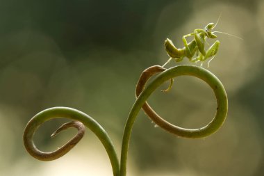 Etrafımızda pek çok türde peygamber devesi türü var, şekilleri ve renkleri çeşitli, çok ilginç ve sıradışılar, ve doğadaki mevcut ekosistem için bir denge haline geliyorlar..