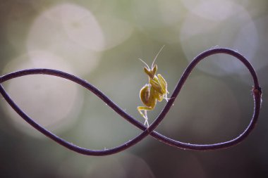 Etrafımızda pek çok türde peygamber devesi türü var, şekilleri ve renkleri çeşitli, çok ilginç ve sıradışılar, ve doğadaki mevcut ekosistem için bir denge haline geliyorlar..